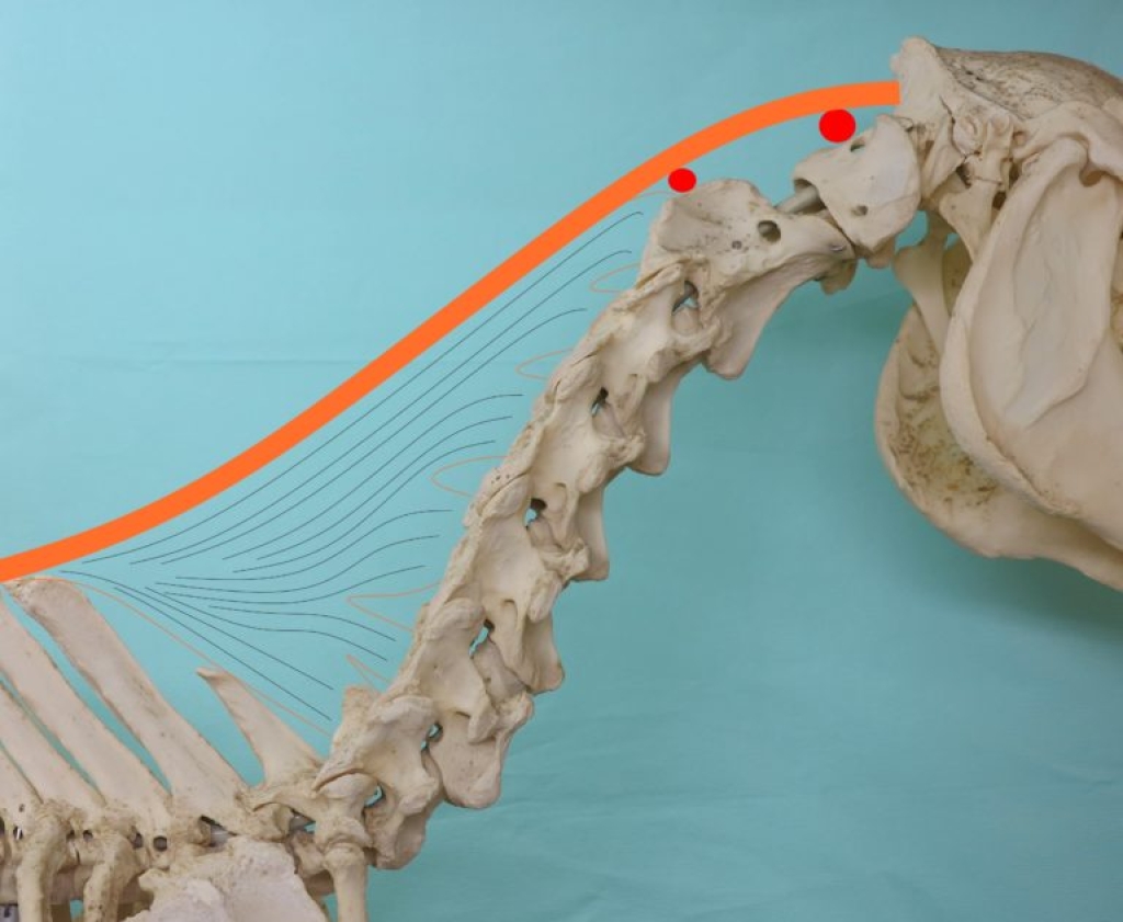 De anatomie van de hals