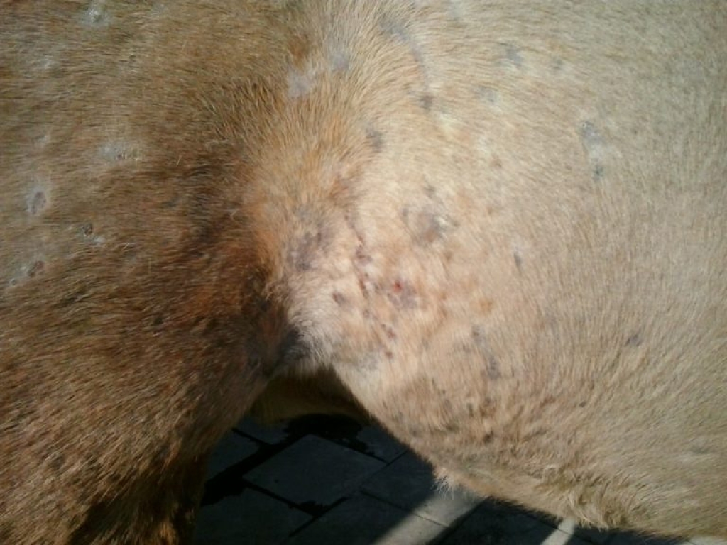 Een huidprobleem rondom de flank