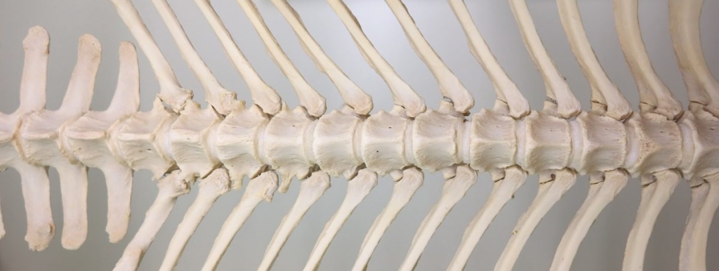 Onderzijde van de wervelkolom met tussen de wervels de tussenwervelschijven