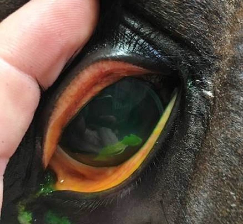 Een cornea beschadiging die groen aan kleurt door de speciale kleurstof