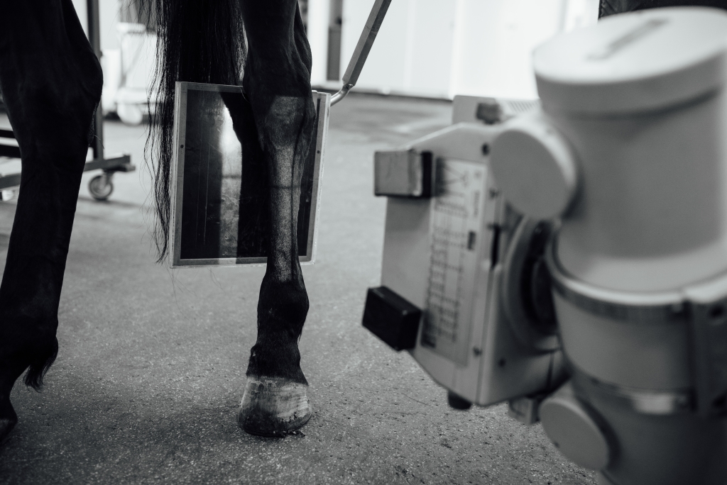 rontgenologische keuring van het paard 