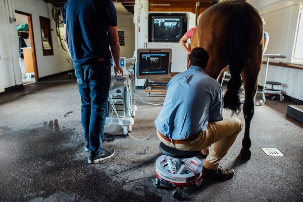 Het echografisch onderzoek van een achterbeen