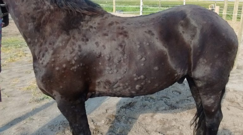 Bulten tgv een allergische reactie