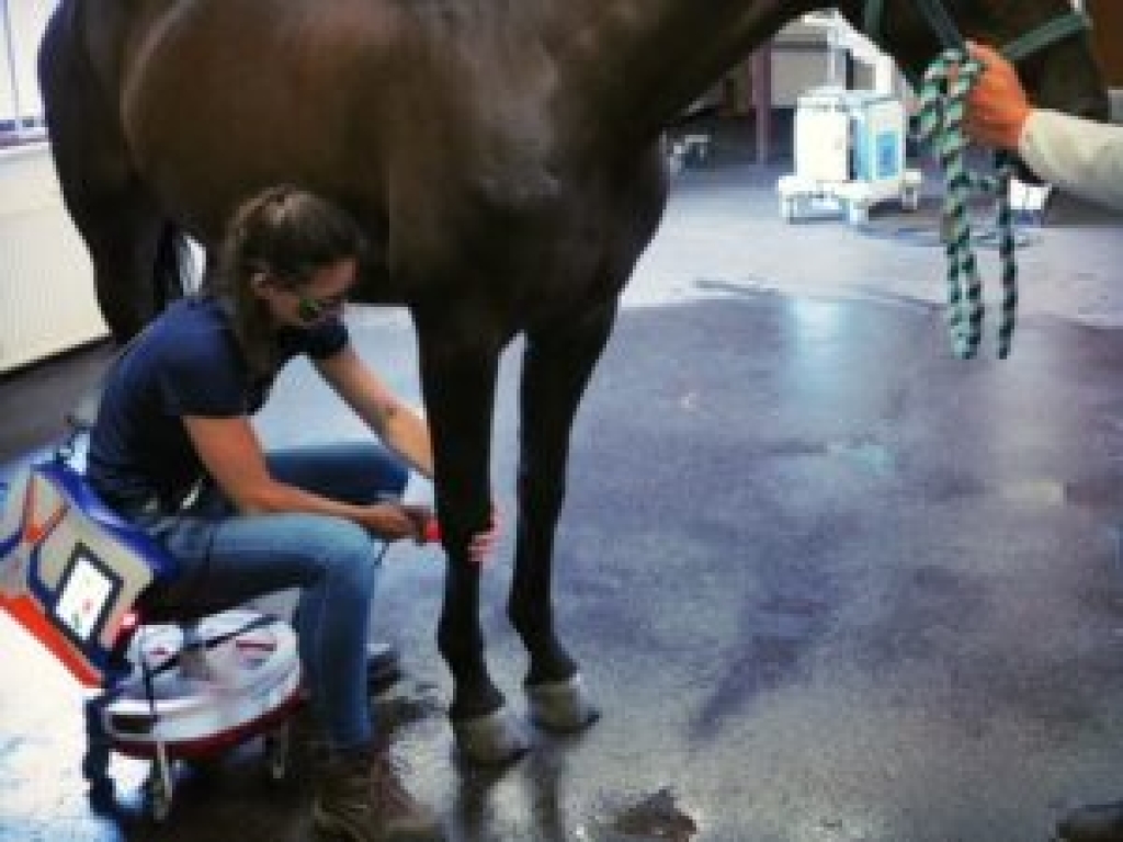 Lasertherapie bij paarden
