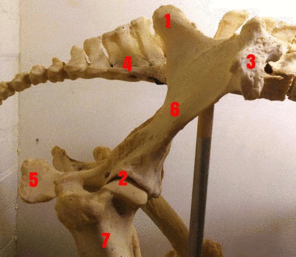 Figuur 2: Zijaanzicht bekken