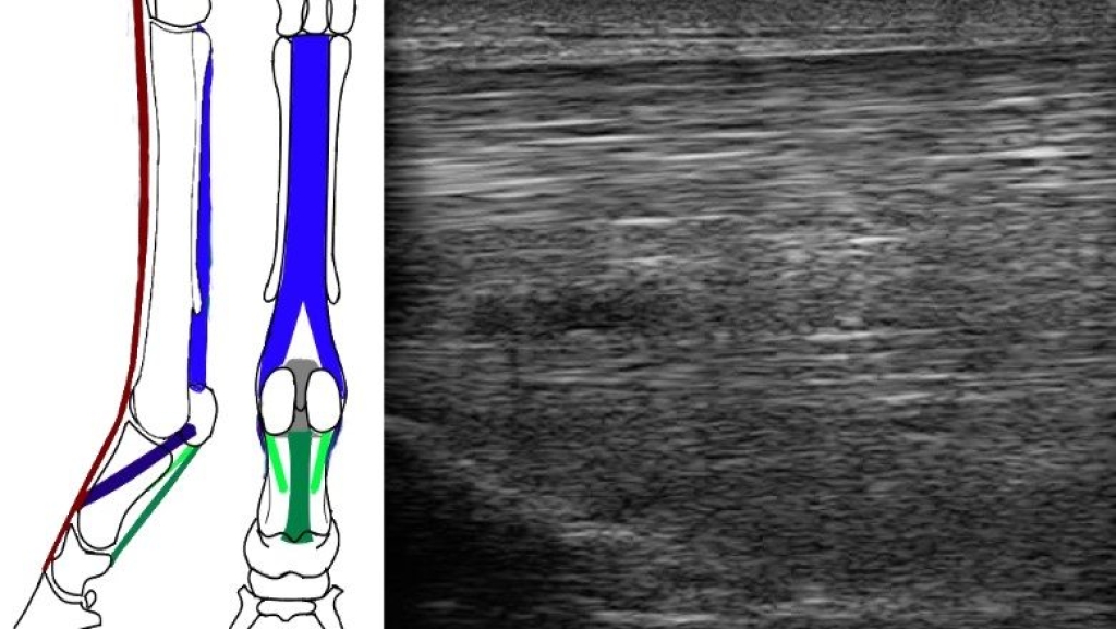 Tussenpees blessures
