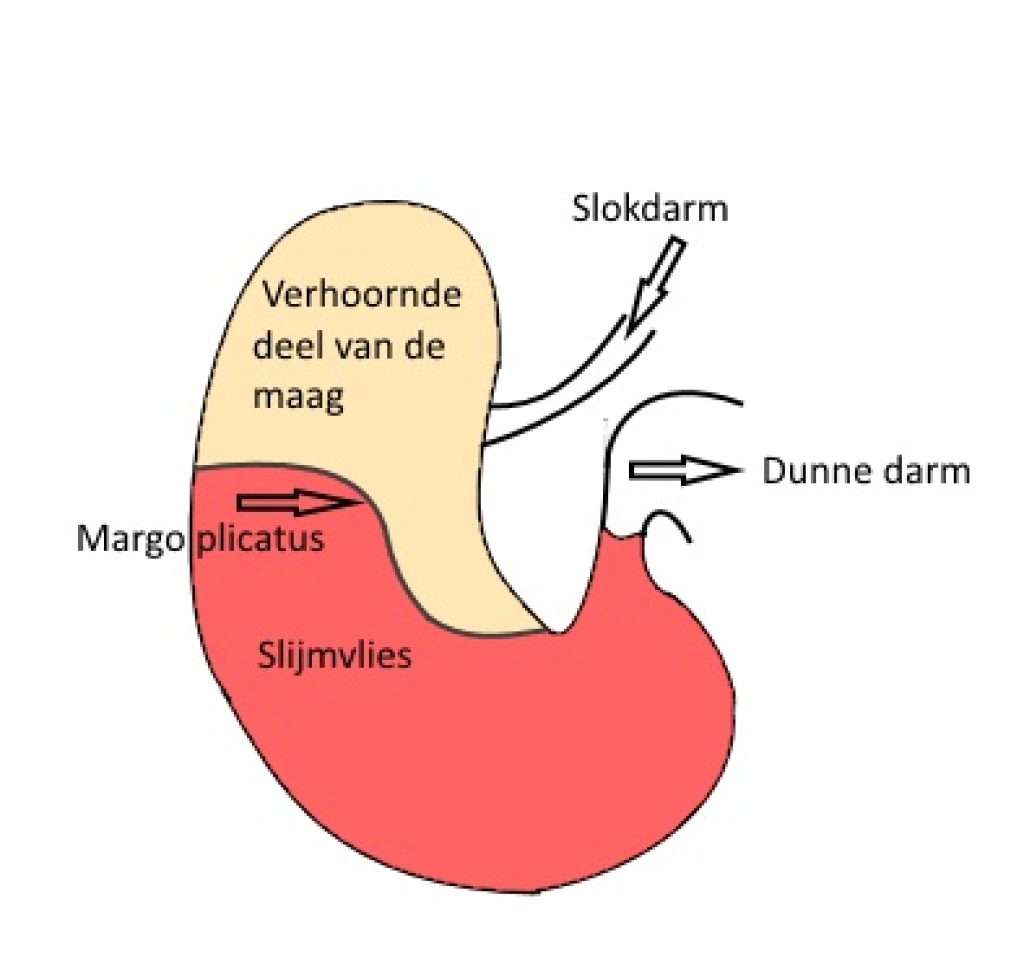 De anatomie van de maag