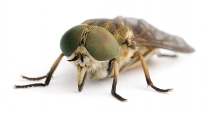 Infectieuze anemie bij paarden (EIA)