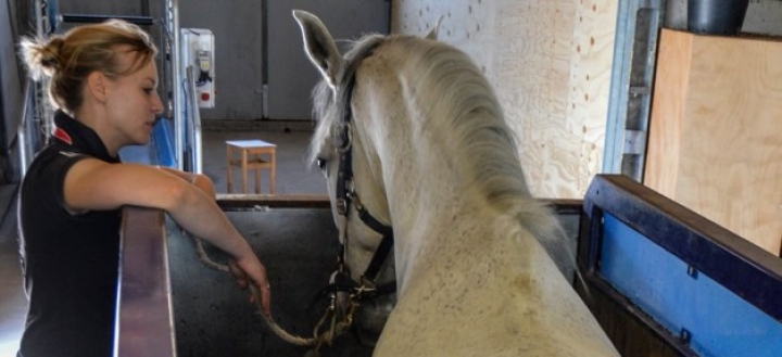 Aquatraining | nieuwe publicatie op Paardenarts.nl