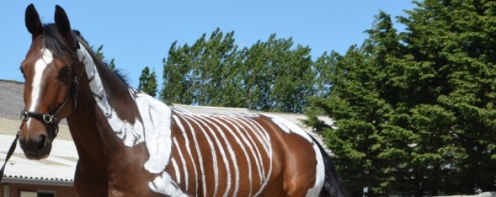 Blessurepreventie | nieuwe publicatie op Paardenarts.nl